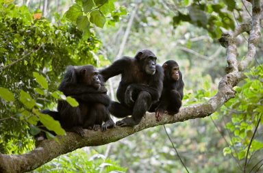 أظهرت ملاحظات الباحثين أن قردة الشمبانزي كانت تؤدي التكتيكات الحربية في دوريات منتظمة للحراسة والحفاظ على حدود منطقتها غير الواضحة
