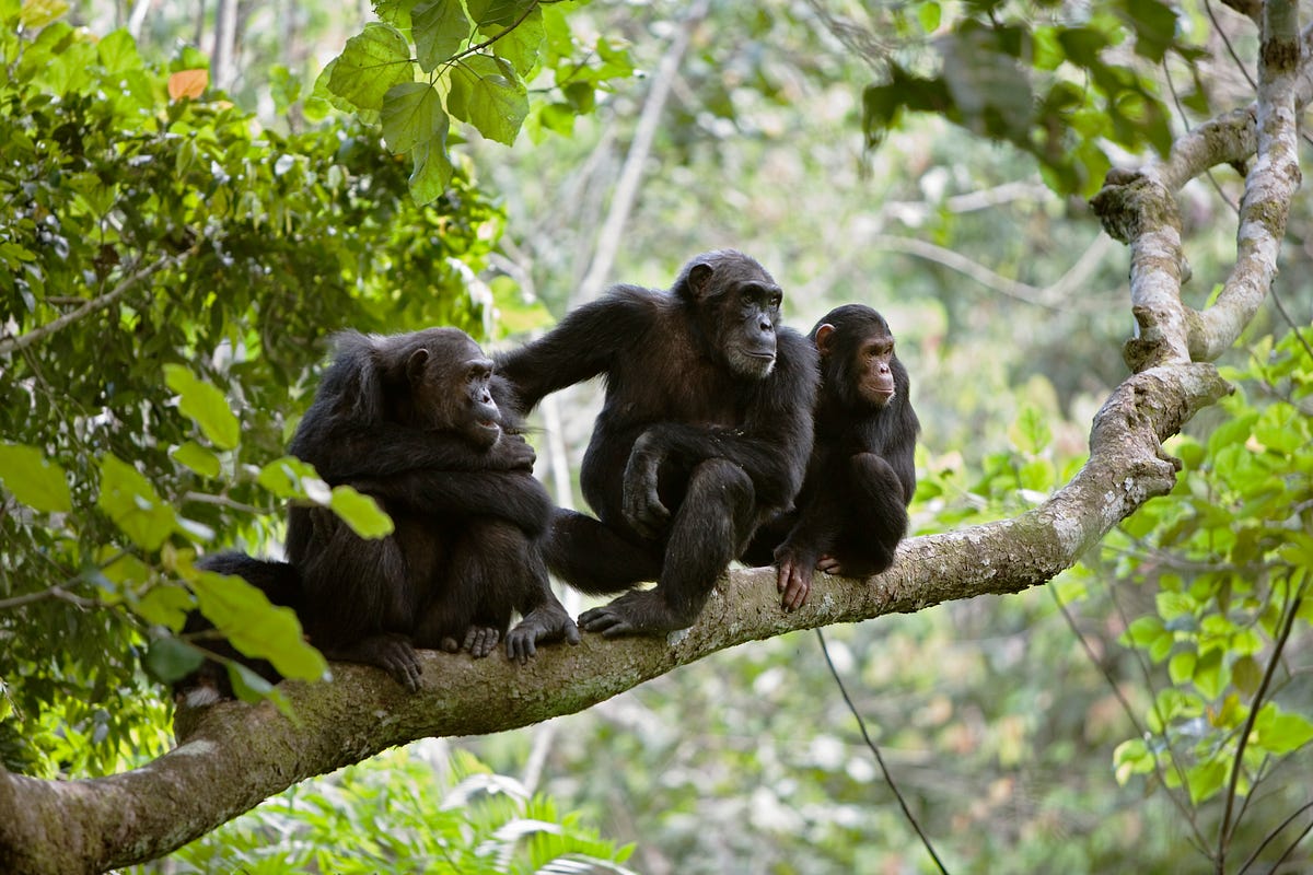 لأول مرة.. رَصد قردة شمبانزي تستخدم تكتيكات عسكرية بشرية