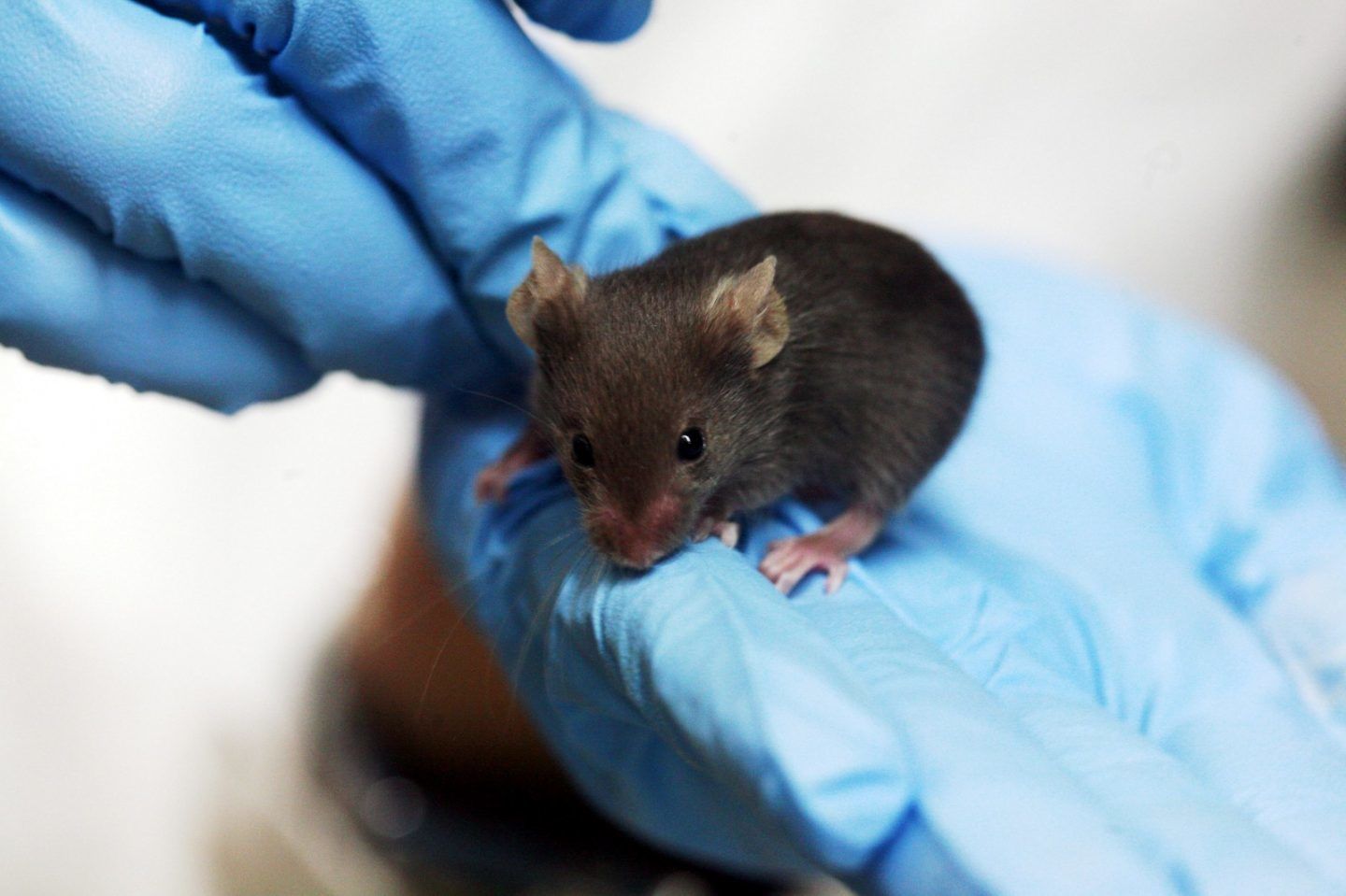 منح الفئران القدرة على الرؤية الليلية عن طريق حقن جسيمات نانوية في أعينها