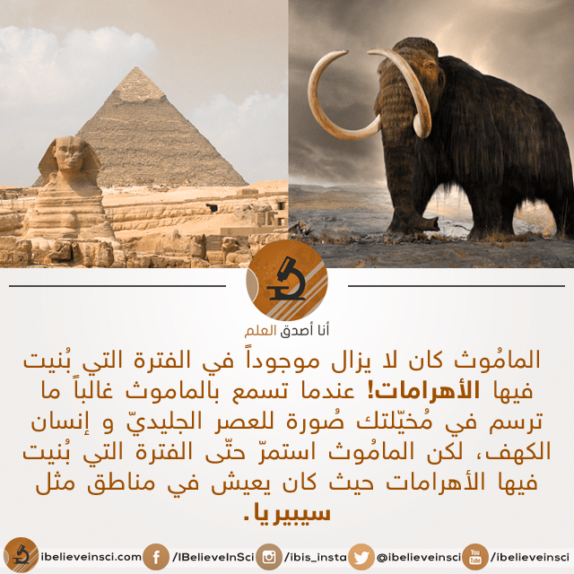 هل تعلم أن المامُوث كان لا يزال موجودًا في الفترة التي بنيت فيها الأهرامات ؟
