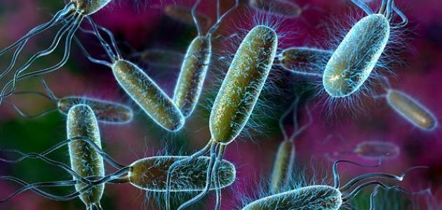 علماء يقومون للمرة الأولى بتصوير بكتيريا وهي تقوم بالتقاط DNA من بكتيريا ميتة