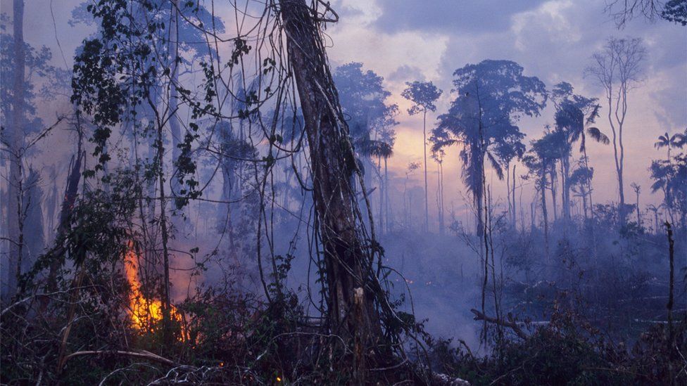 قطع الأشجار والصيد الجائر قد تودي أكثر من مليون نوع من الأحياء إلى الانقراض
