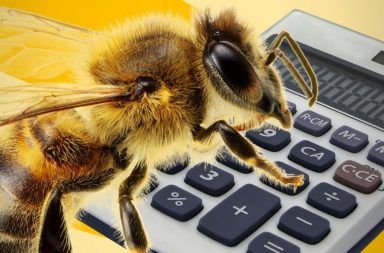 النحل يستخدم الرموز التجريدية لحل مسائل رياضية معقدة