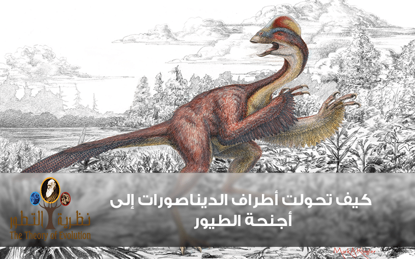 كيف تحولت أطراف الديناصورات إلى أجنحة الطيور ..