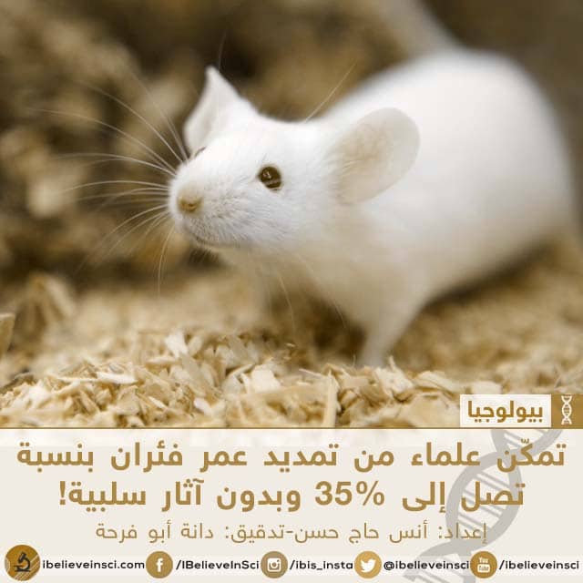 تمكّن علماء من تمديد عمر فئران بنسبة تصل إلى 35% وبدون آثار سلبية