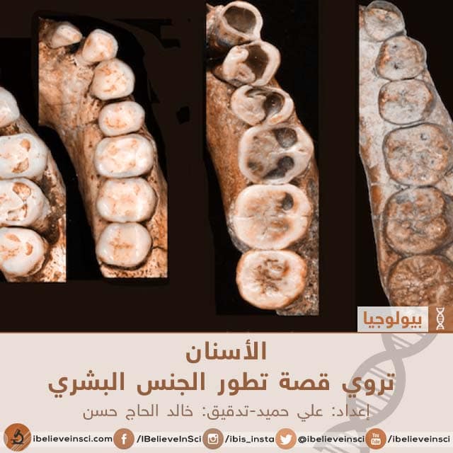 الأسنان  تروي قصة تطور الجنس البشري