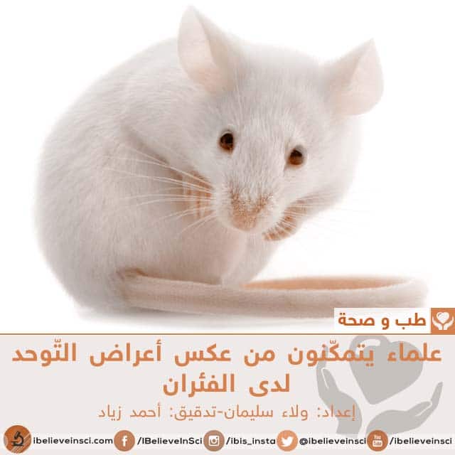 علماء يتمكنون من عكس أعراض التّوحد لدى الفئران