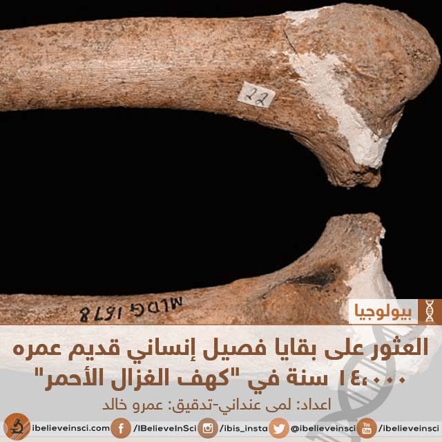 العثور على بقايا فصيل إنساني قديم عمره 14،000 سنة في "كهف الغزال الأحمر"