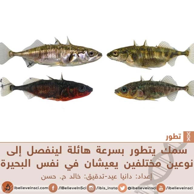سمكٌ يتطور بسرعةٍ هائلةٍ لينفصل إلى نوعين مختلفين يعيشان في نفس البحيرة