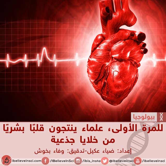 للمرة الأولى، علماء ينتجون قلبًا بشريًا من خلايا جذعية