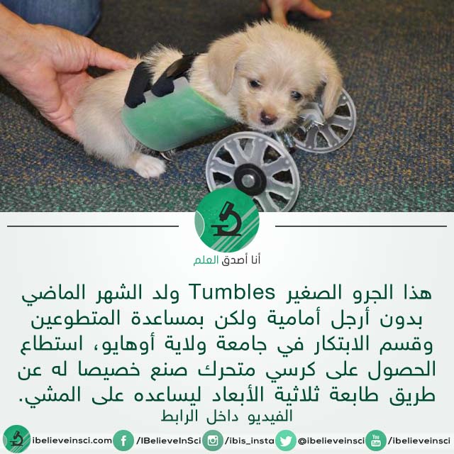 الكلب Tumbles بالفيديو