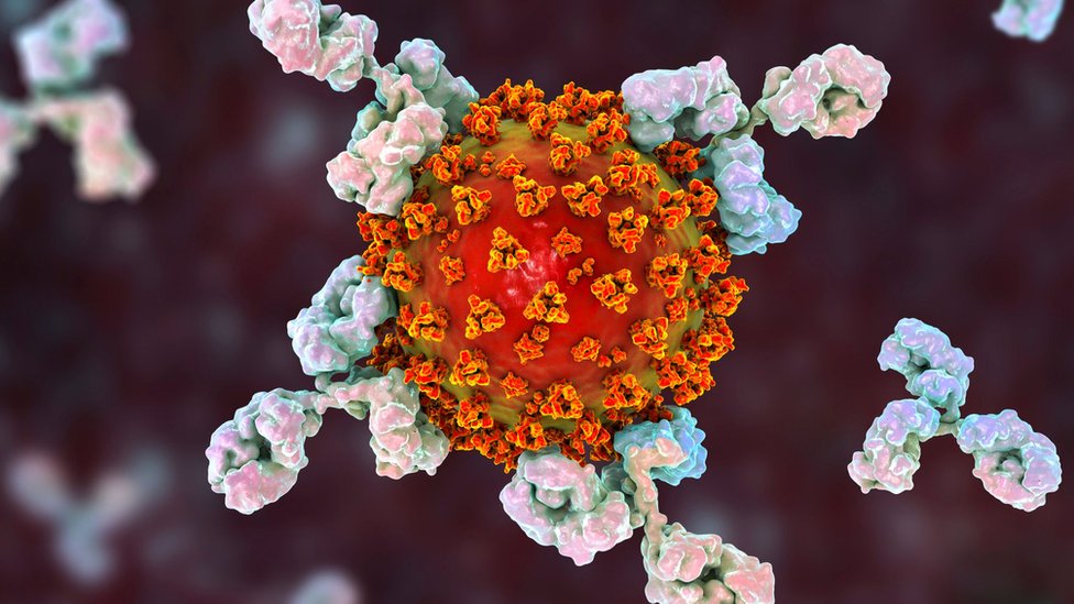 ما الأجسام المضادة وحيدة النسيلة ولم نحتاجها إضافة إلى اللقاح - العلاجات التجريبية التي تلقاها المصابون بكوفيد-19 - تثبيط تكاثر الفيروسات في الخلايا البشرية