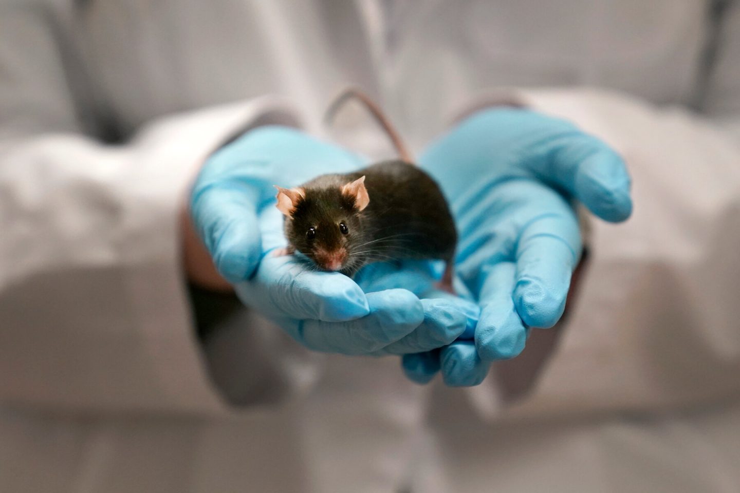 نقل السائل الدماغي الشوكي بين الفئران من الأبناء إلى الآباء يعزز الذاكرة