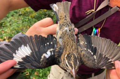 الباحثون يكتشفون أول طائر خنثى - ازدواج الصفات الجنسية الثنائي - التباينات بين نصفي الطائر اليسار واليمين - أحد أنواع الطيور مزدوج الصفات الجنسية