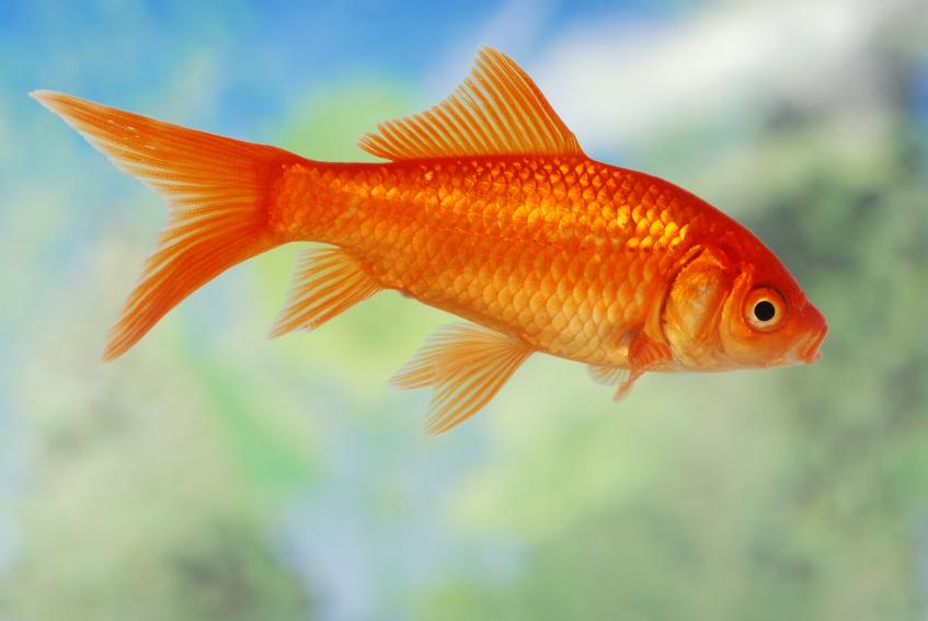 مغالطة: السمك الذهبي يفقد الذاكرة كل ثلاث ثواني
