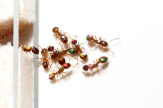 ما هو السلوك الذي يشترك فيه النمل مع البشر؟