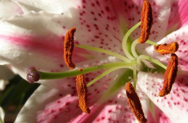 ما هي الأسدية في الزهرة العطيل هو المجموعة الثالثة من الأعضاء الزهرية البويغرات الدقيقة حافظة أبواغ فصا المتك حبوب اللقاح