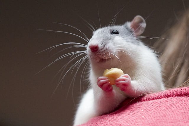 الفئران تظهر الندم سلوك يُعتقد أنه خاص بالبشر فقط