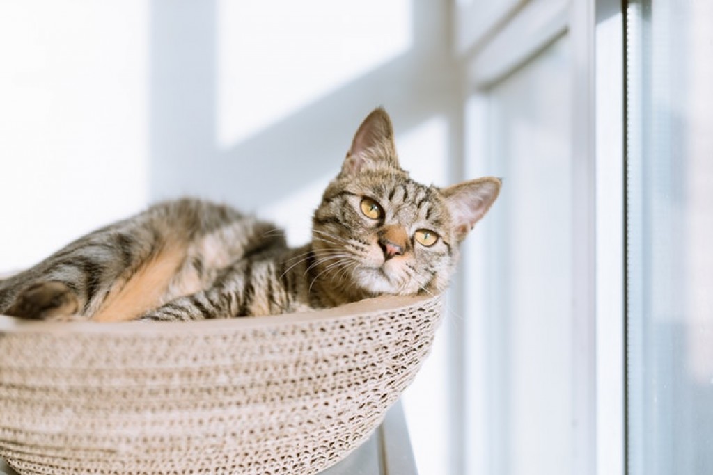 هل تربي قطًا؟ أربع نصائح تبقي قطك المنزلي سعيدًا وبصحة جيدة