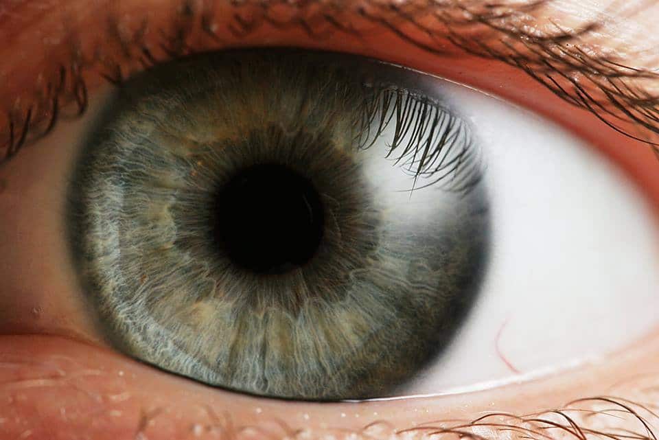 كيف تطورت العين؟