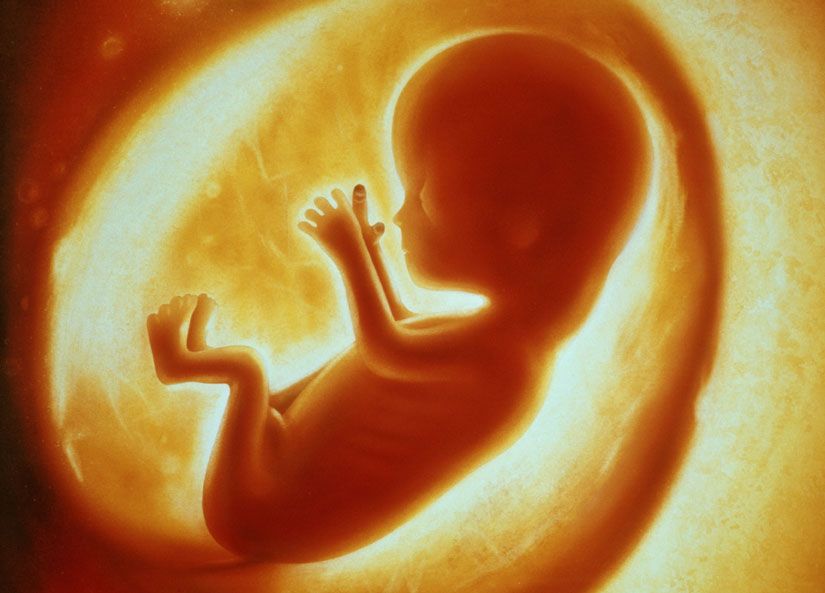 مراحل تكون الجنين البشري