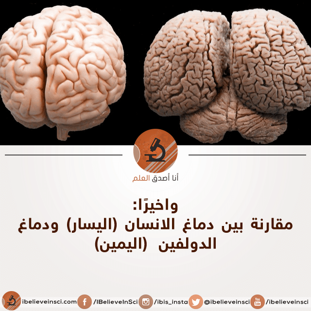 عشر حقائق مدهشة حول الدماغ البشري أنا أصدق العلم