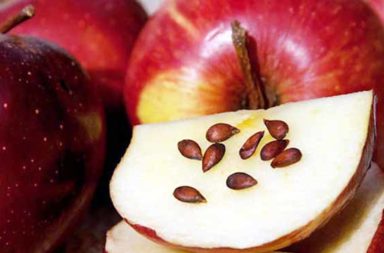 هل يسبب تناول بذور التفاح تسممًا - الأميغدالين المفرز للسيانيد الموجود في بذر التفاح - حدوث تسمم نتيجة تناول بذر التفاح - السيانيد والتفاح