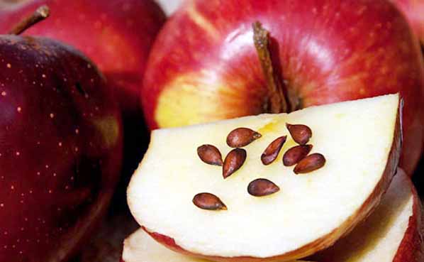 هل يسبب تناول بذور التفاح تسممًا؟