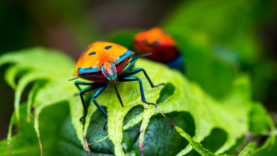 العلماء يحذرون: يجب أن نكف عن قتل الحشرات قبل فوات الأوان!