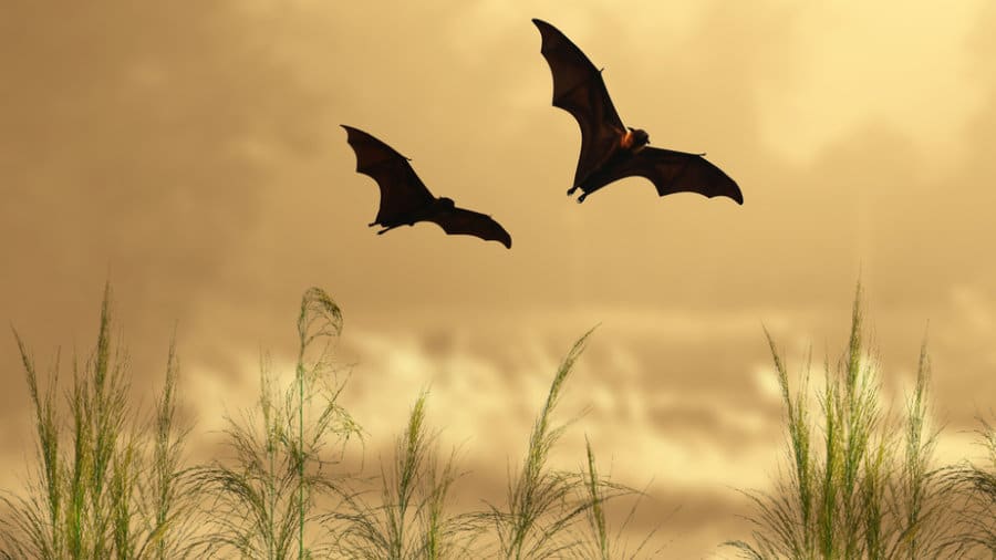 كيف تصطاد الخفافيش الفريسة في بيئات ضوضائية