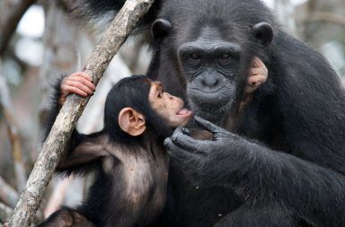 الشمبانزي