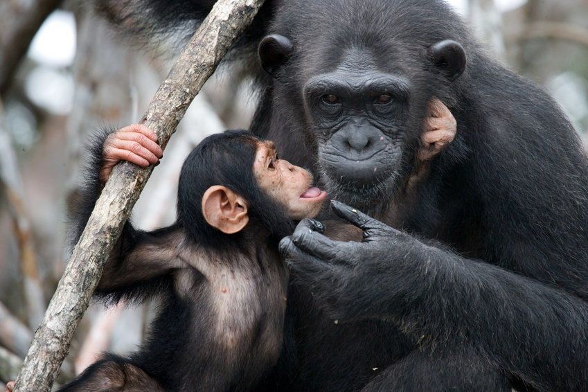 طورت إناث الشمبانزي استراتيجية مبتكرة لحماية أطفالها من الموت