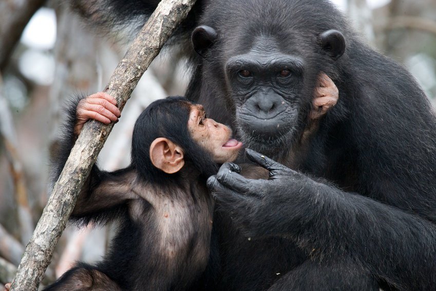 مراقبة سلوك التعليم بين ابناء عمومتنا من الشمبانزي لاول مرة !