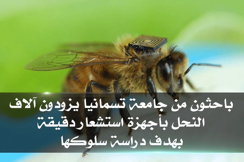 باحثون يزودون النحل بأجهزة استشعار دقيقة بهدف دراسة سلوكها