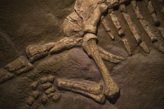 كيف قتل الظلام و البرد الديناصورات ؟