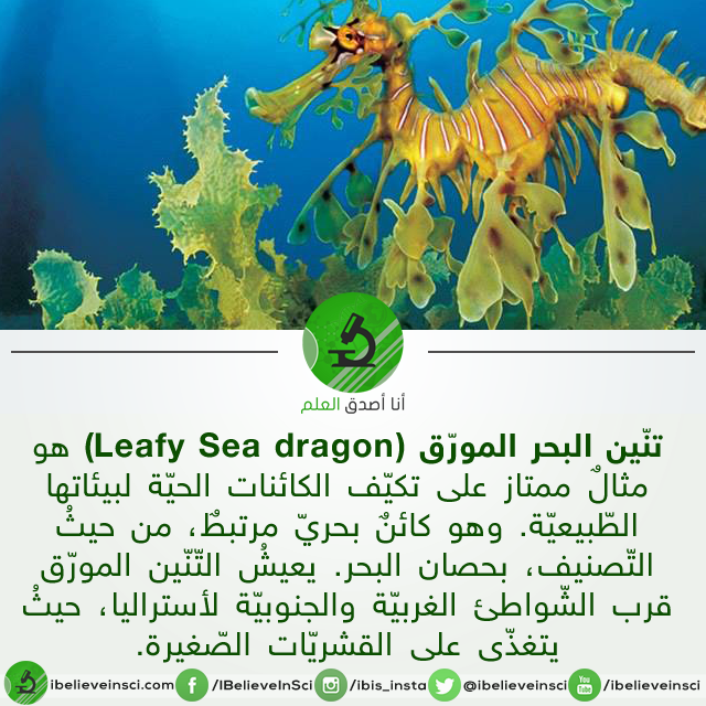 تنين البحر المورق (Leafy Sea dragon)