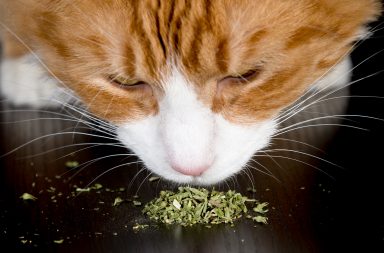 الكاتنيب: ما هو حشيش القطط وهل يؤثر على البشر - عشبة تنتمي إلى عائلة النعناع النباتية نفسها - المخدرات الاستجمامية - مخدرات القطط