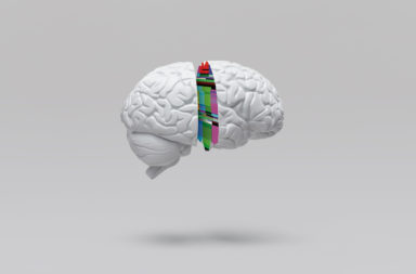 ما الفرق بين دماغ الإنسان وباقي الثدييات؟ الاختلافات بين دماغ البشر وأدمغة الثديات - ما هي القنوات الشاردية؟ الدماغ البشري