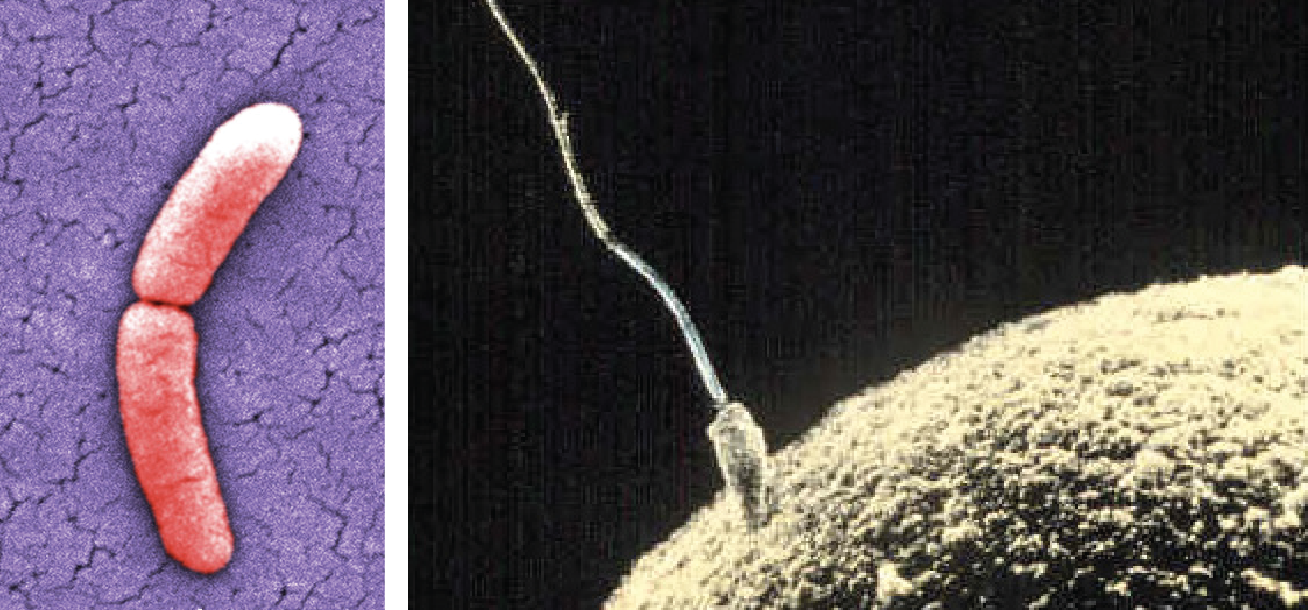 الصورة على اليمين: التخصيب - الصورة على اليسار: انقسام البكتيريا