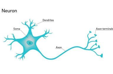 النسيج العصبي الجهاز العصبي العصبونات الخلايا العصبية الدبق العصبي