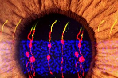 تطوير خلايا جلدية إلى خلايا عين حساسة للضوء مكنت فئرانًا من استعادة بصرها - خلايا عصوية مستقبلة للضوء - إعادة برمجة خلايا الجلد