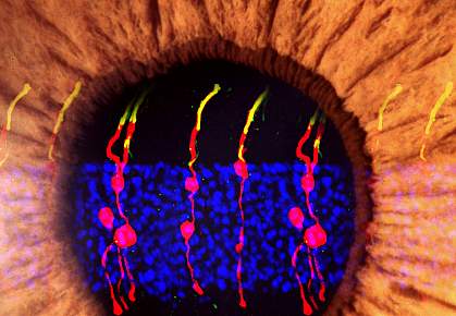 تطوير خلايا جلدية إلى خلايا عين حساسة للضوء مكنت فئرانًا من استعادة بصرها
