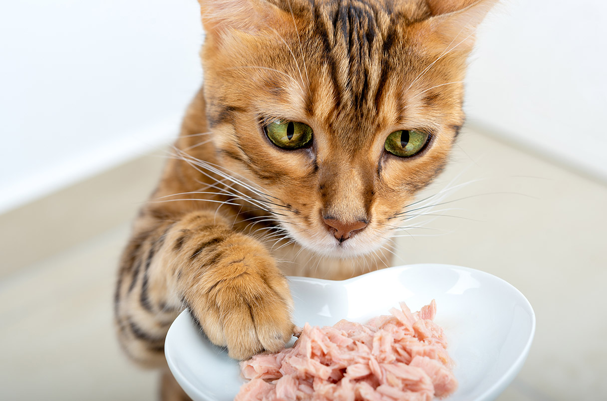 ماذا يمكن للقطط أن تأكل وألا تأكل من طعام المنزل؟