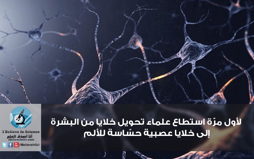 لأول مرّة استطاع علماء تحويل خلايا من البشرة إلى خلايا عصبية حسّاسة للألم.