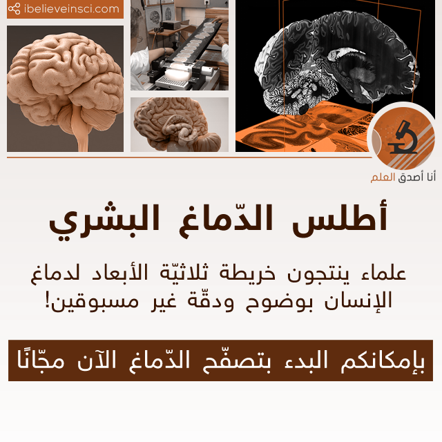أطلس الدماغ البشري