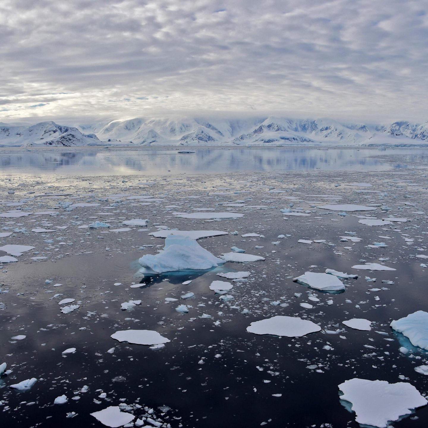 القارة القطبية الجنوبية تسجل أقل نسبة جليد بحري منذ ما يقارب 40 عامًا