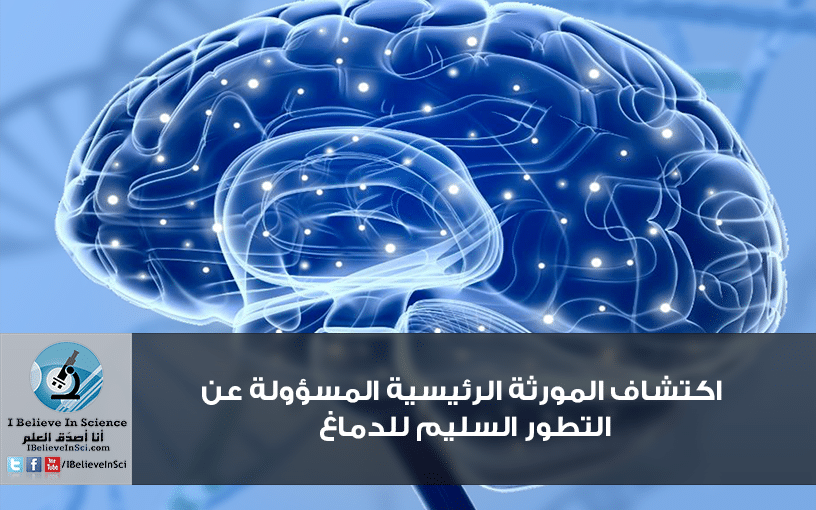 اكتشاف المورثة الرئيسية المسؤولة عن التطور السليم للدماغ