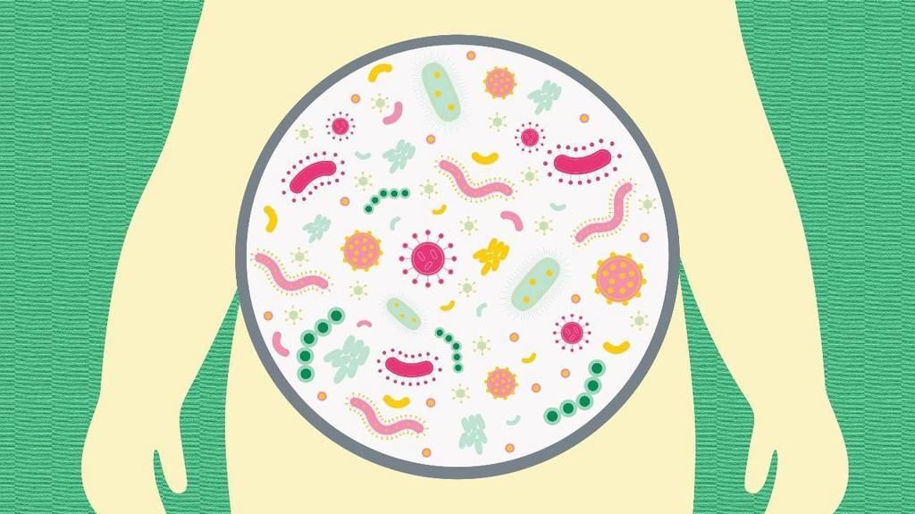 البروتين مع بكتيريا الأمعاء لمنع البدانة.. كيف يحدث ذلك؟