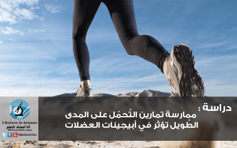 دراسة : ممارسة تمارين التّحمّل على المدى الطّويل تؤثر في أبيجينات العضلات