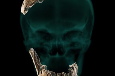 اكتشاف أجزاء من جمجمة وفك سفلي لسلف إنسان النياندرتال لكنه لا يشبه شكل الإنسان الحديث إطلاقًا - اكتشاف جمجمة أحد أسلاف البشر المسمى هومو نيشر الرملة